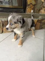 Dixie, a female Australian Shepherd for sale in Sarasota, FL – 3 of 3