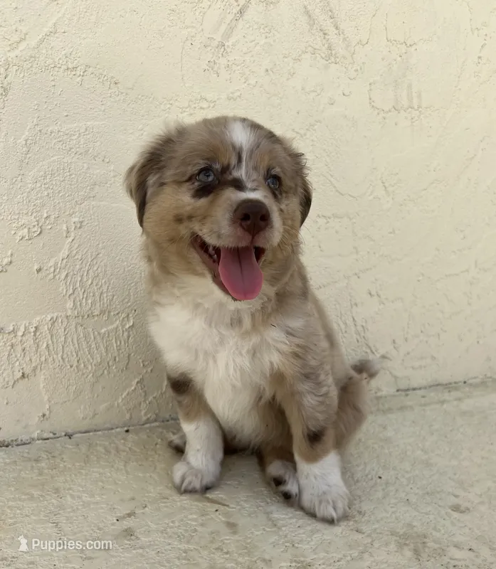 Peach – Australian Shepherd puppy for sale in Sarasota, FL