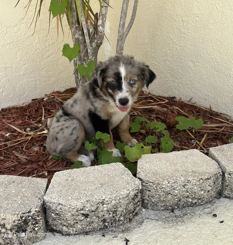 Dixie – Australian Shepherd puppy for sale in Sarasota, FL