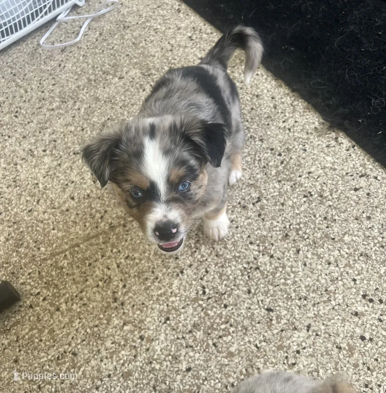 Mario  – Australian Shepherd puppy for sale in Sarasota, FL