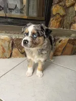 Mario , a male Australian Shepherd for sale in Sarasota, FL – 3 of 4
