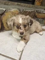 Peach, a female Australian Shepherd for sale in Sarasota, FL – 2 of 3