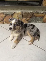 Mario , a male Australian Shepherd for sale in Sarasota, FL – 4 of 4
