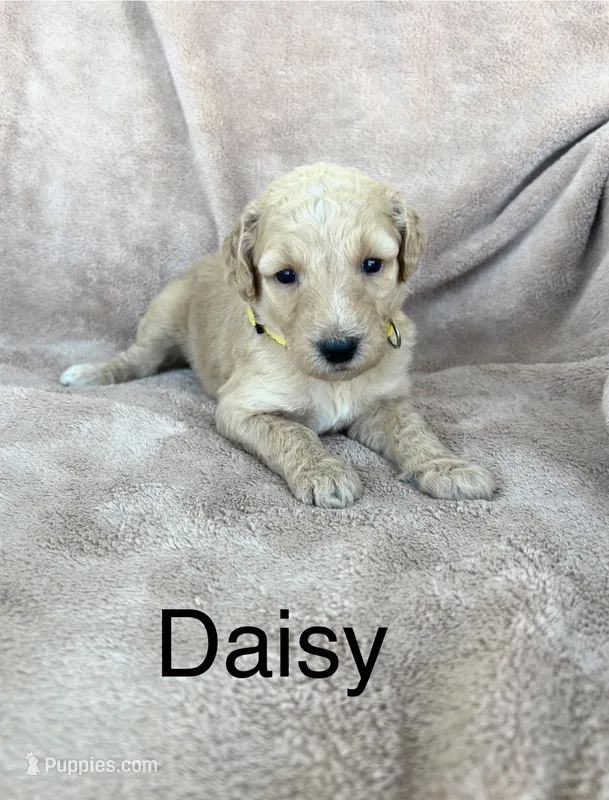 Daisy – Goldendoodle puppy for sale in Winchester, VA