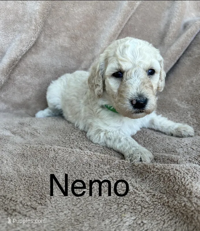 Nemo  – Goldendoodle puppy for sale in Winchester, VA