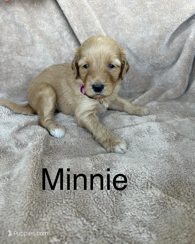 Minnie  – Goldendoodle puppy for sale in Winchester, VA