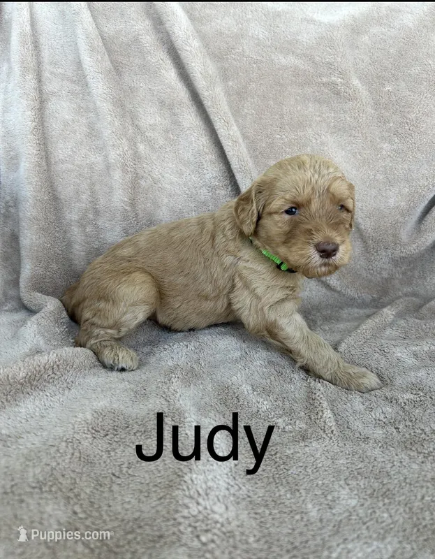 Judy – Goldendoodle puppy for sale in Winchester, VA