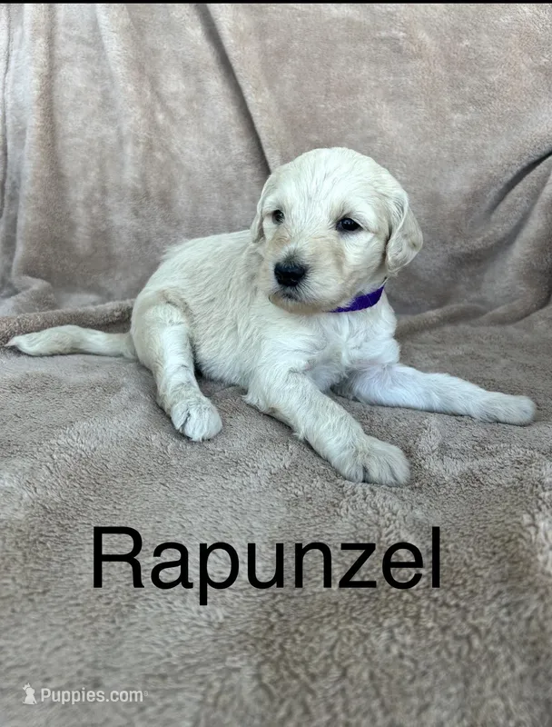 Rapunzel – Goldendoodle puppy for sale in Winchester, VA