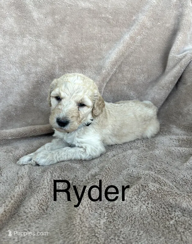 Ryder  – Goldendoodle puppy for sale in Winchester, VA