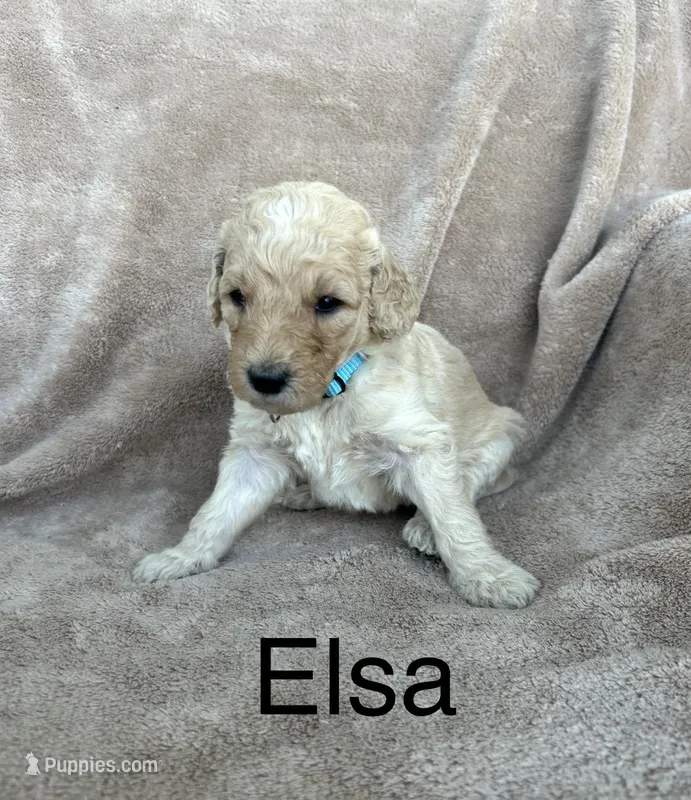 Elsa  – Goldendoodle puppy for sale in Winchester, VA