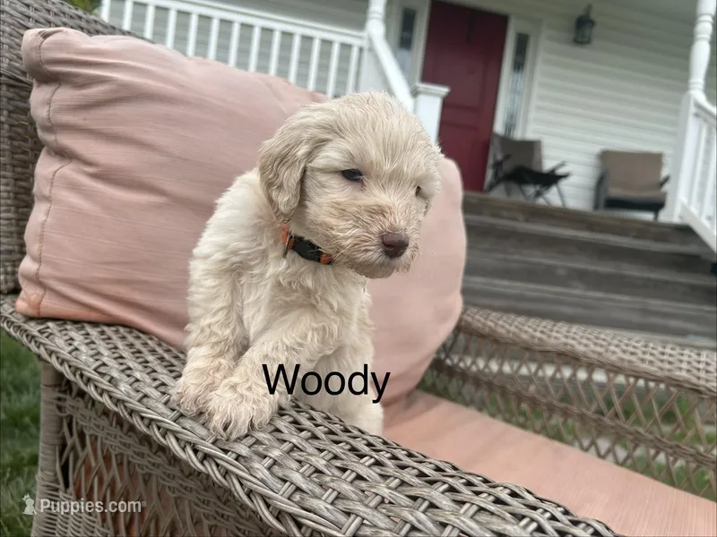 Woody  – Goldendoodle puppy for sale in Winchester, VA