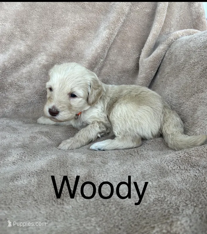 Woody  – Goldendoodle puppy for sale in Winchester, VA