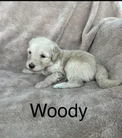 Woody , a male Goldendoodle for sale in Winchester, VA – Photo 1 of 2
