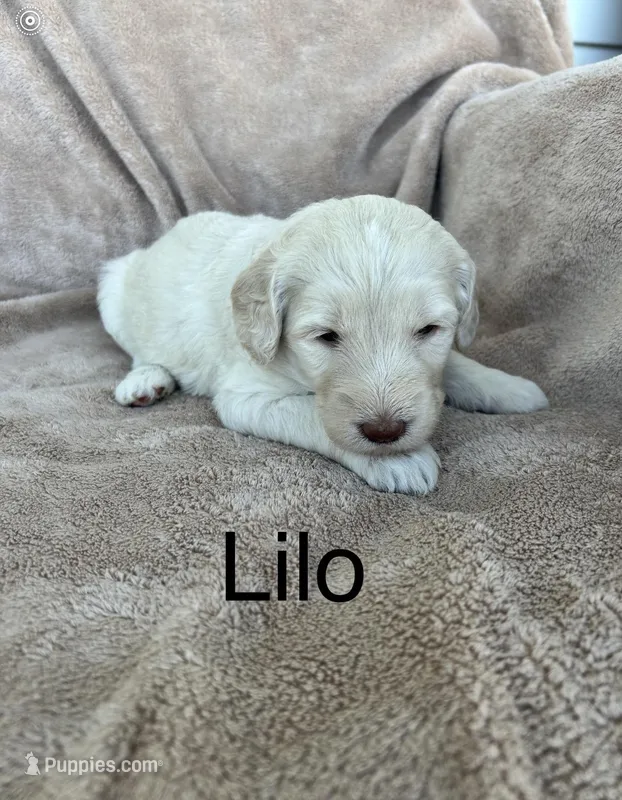 Lilo – Goldendoodle puppy for sale in Winchester, VA