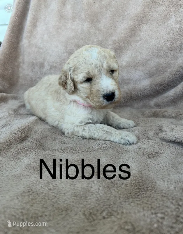 Nibbles – Goldendoodle puppy for sale in Winchester, VA