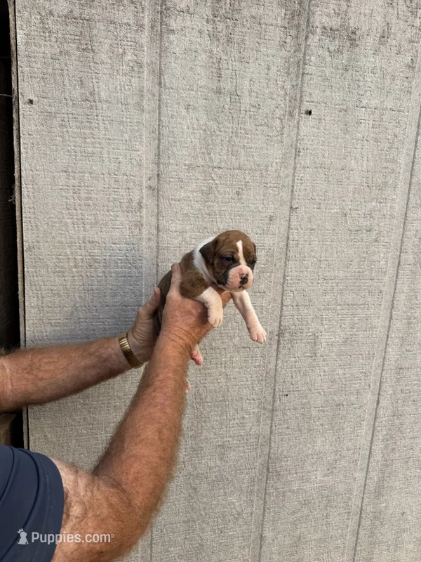 M1, a male Boxer for sale in Muscle Shoals, AL – 1 of 3