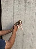 M1, a male Boxer for sale in Muscle Shoals, AL – 1 of 3