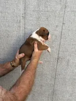 M2, a male Boxer for sale in Muscle Shoals, AL – 3 of 3