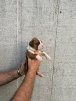 M2, a male Boxer for sale in Muscle Shoals, AL – 2 of 3