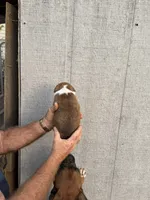M3, a male Boxer for sale in Muscle Shoals, AL – 3 of 3
