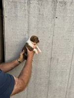 M1, a male Boxer for sale in Muscle Shoals, AL – 2 of 3