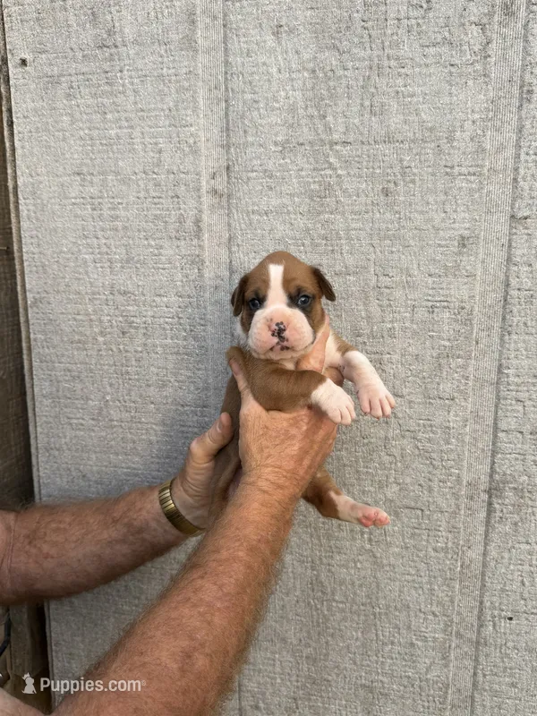 M2, a male Boxer for sale in Muscle Shoals, AL – 1 of 3