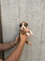 M2, a male Boxer for sale in Muscle Shoals, AL – 1 of 3