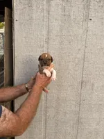 M3, a male Boxer for sale in Muscle Shoals, AL – 2 of 3