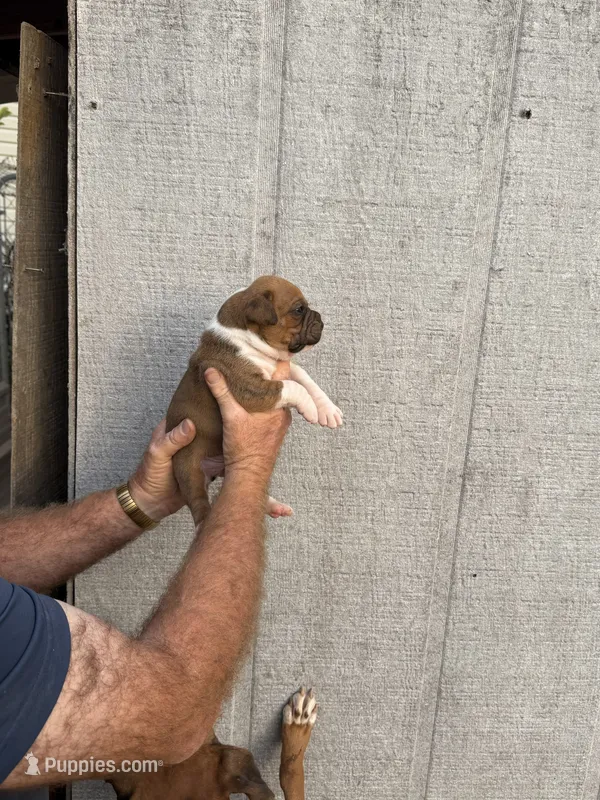 M3, a male Boxer for sale in Muscle Shoals, AL – 1 of 3