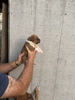 M3, a male Boxer for sale in Muscle Shoals, AL – 1 of 3