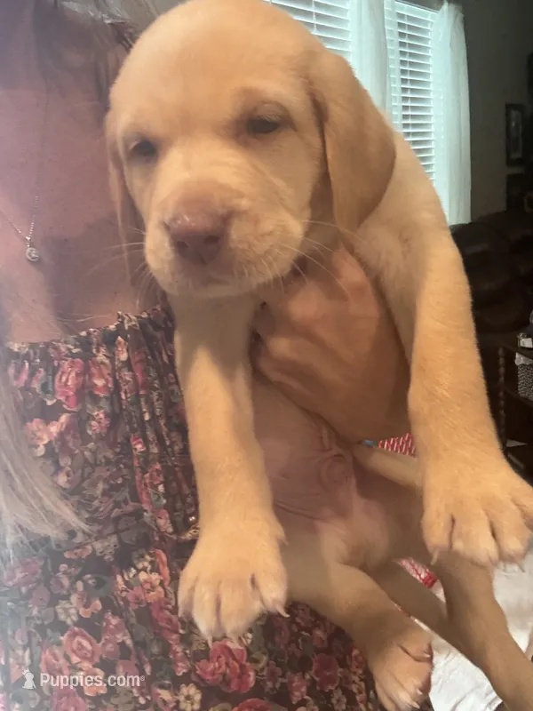 Yellow Male White Collar – Labrador Retriever puppy for sale in Brooksville, FL