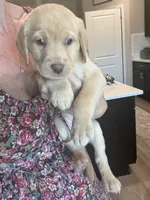 Yellow Lab pink collar, a female Labrador Retriever for sale in Brooksville, FL – 3 of 5