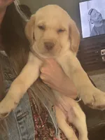Yellow Male White Collar, a male Labrador Retriever for sale in Brooksville, FL – 3 of 4