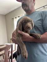 Chocolate Male Blue Collar, a male Labrador Retriever for sale in Brooksville, FL – 3 of 3