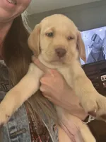 Yellow Male White Collar, a male Labrador Retriever for sale in Brooksville, FL – 2 of 4