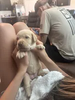 Yellow Lab pink collar, a female Labrador Retriever for sale in Brooksville, FL – 4 of 5