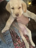 Yellow Lab pink collar, a female Labrador Retriever for sale in Brooksville, FL – 2 of 5