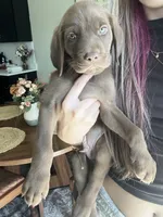 Chocolate Male Blue Collar, a male Labrador Retriever for sale in Brooksville, FL – 2 of 3