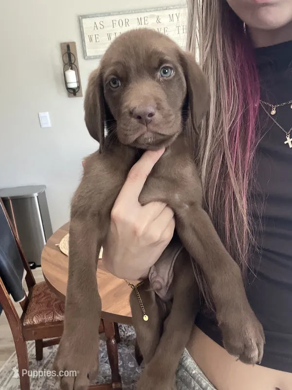Chocolate Male Blue Collar – Labrador Retriever puppy for sale in Brooksville, FL