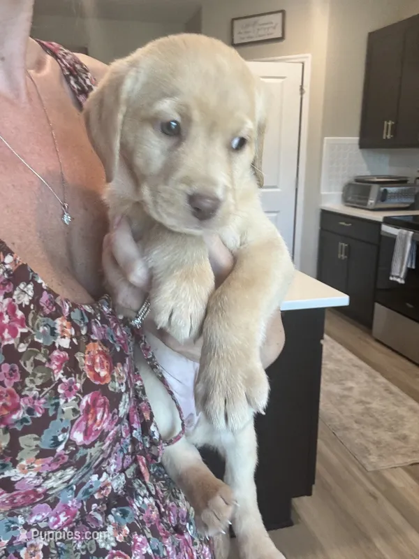Yellow Lab pink collar – Labrador Retriever puppy for sale in Brooksville, FL