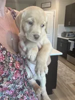 Yellow Lab pink collar, a female Labrador Retriever for sale in Brooksville, FL – 1 of 5