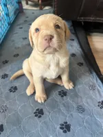 Yellow Lab pink collar, a female Labrador Retriever for sale in Brooksville, FL – 5 of 5