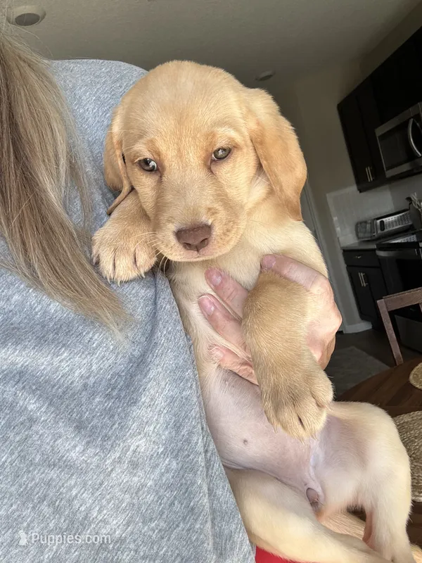 Yellow Lab pink collar – Labrador Retriever puppy for sale in Brooksville, FL