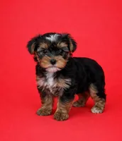 Finn, a male Yorkshire Terrier for sale in Columbia, MO – Photo 1 of 6