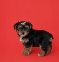 Finn, a male Yorkshire Terrier for sale in Columbia, MO – Photo 5 of 6