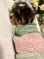 Finn, a male Yorkshire Terrier for sale in Columbia, MO – Photo 2 of 6