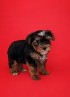Finn, a male Yorkshire Terrier for sale in Columbia, MO – Photo 4 of 6