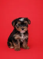 Finn, a male Yorkshire Terrier for sale in Columbia, MO – Photo 6 of 6