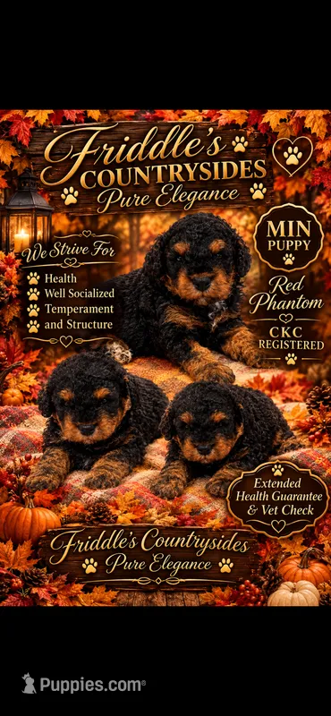 Tucker – Poodle - Miniature  puppy for sale in Donalds, SC