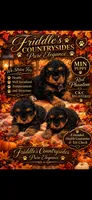 Tucker, a male Poodle - Miniature  for sale in Donalds, SC – 1 of 1